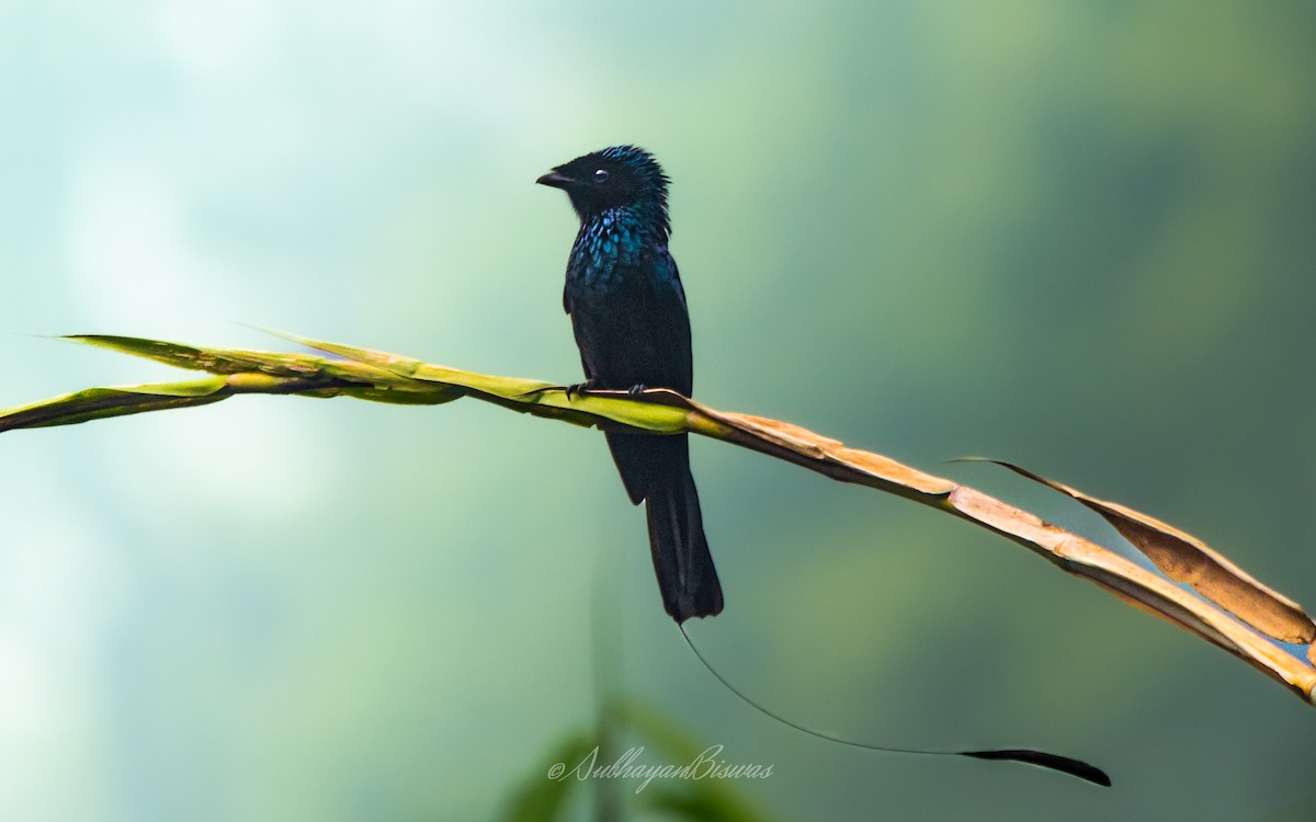 Lesser Racket-tailed Drongo - ML612192188