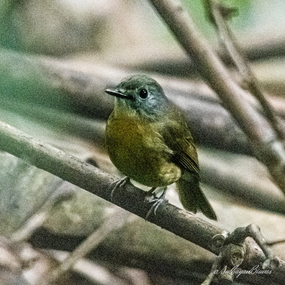 Pale-chinned Flycatcher - ML612192298