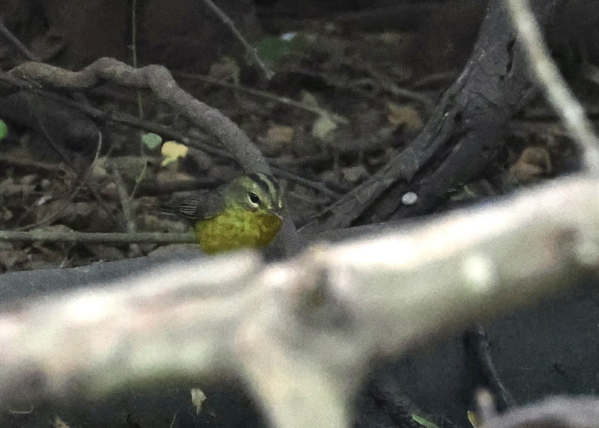 Golden-crowned Warbler - ML612192994