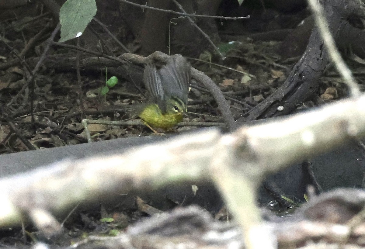 Golden-crowned Warbler - ML612193021