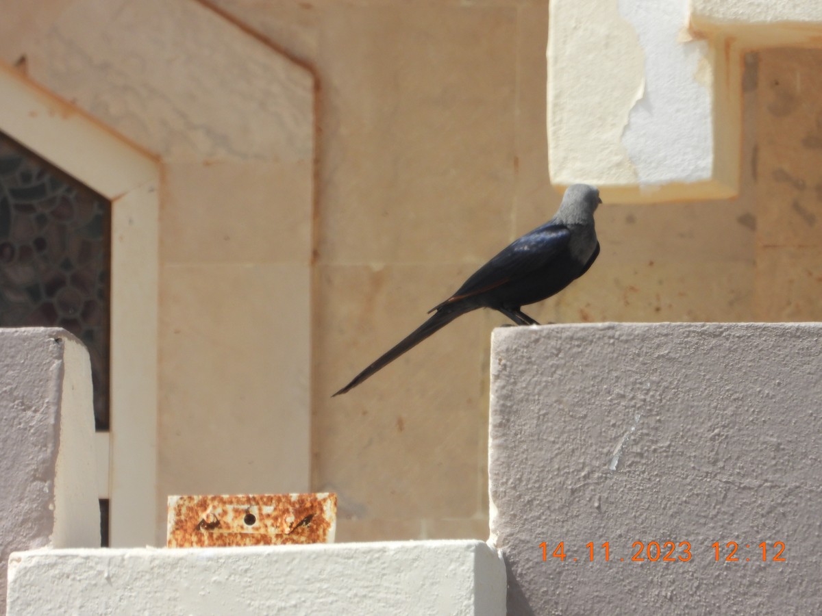 Somali Starling - ML612193319