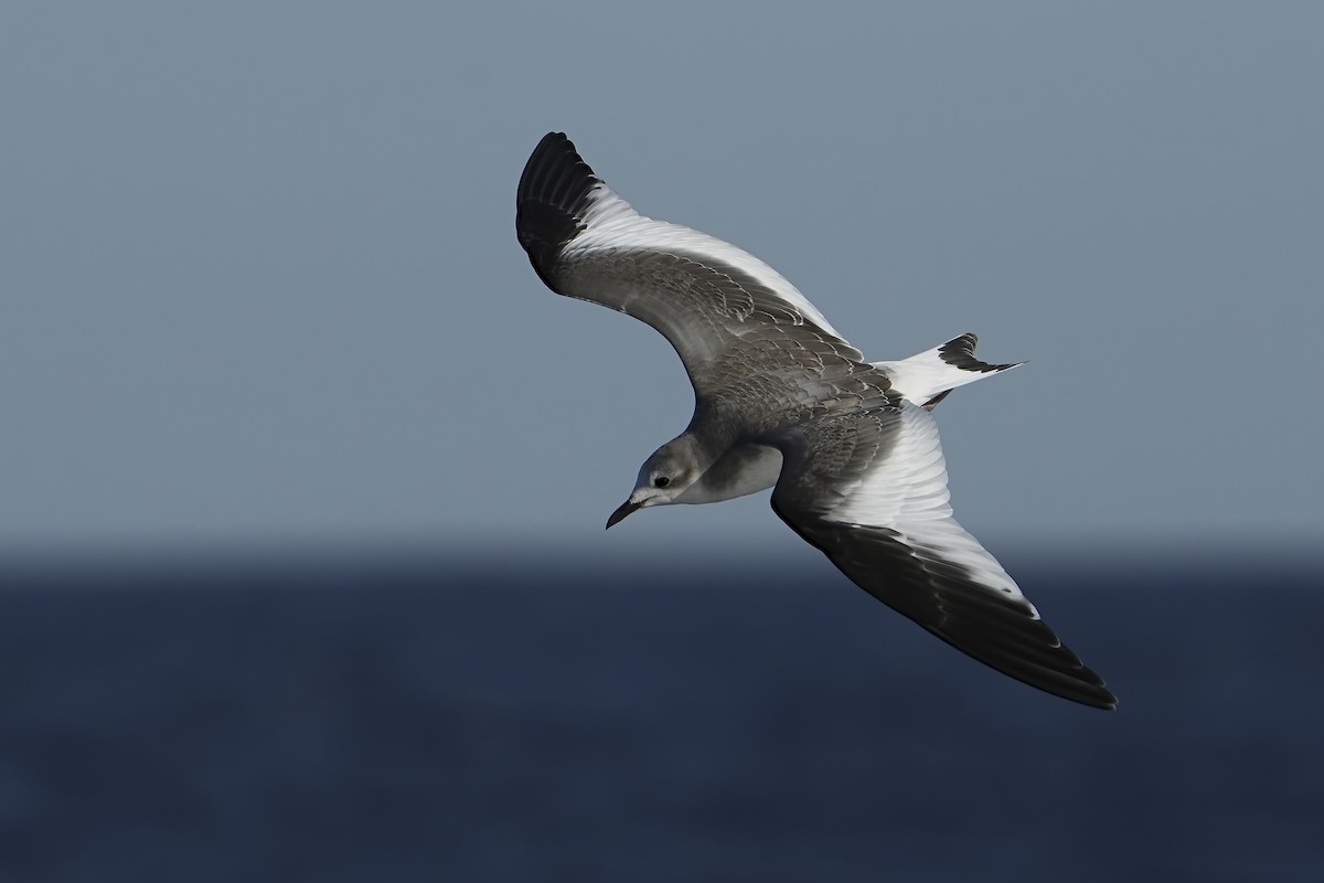 ML612193671 - Sabine's Gull - Macaulay Library