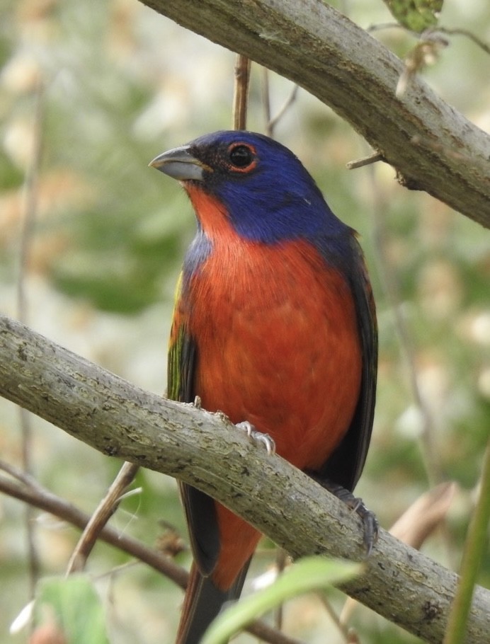 Painted Bunting - ML612193729