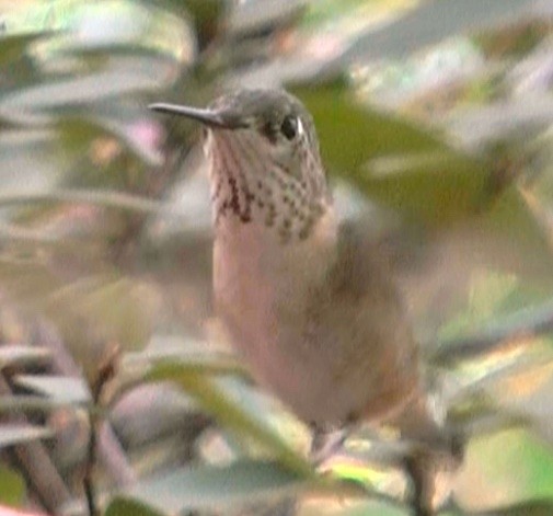 Calliope Hummingbird - ML612193840