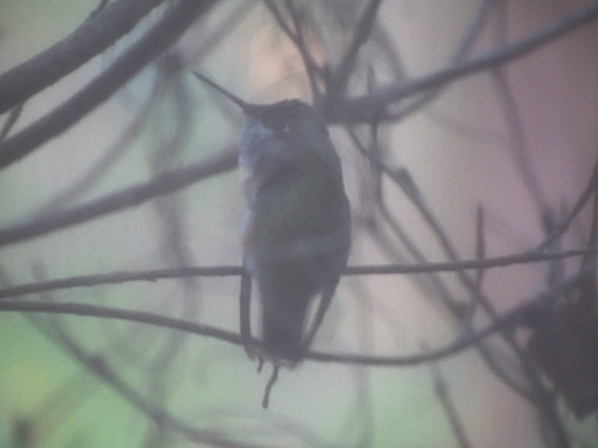 Calliope Hummingbird - ML612193855