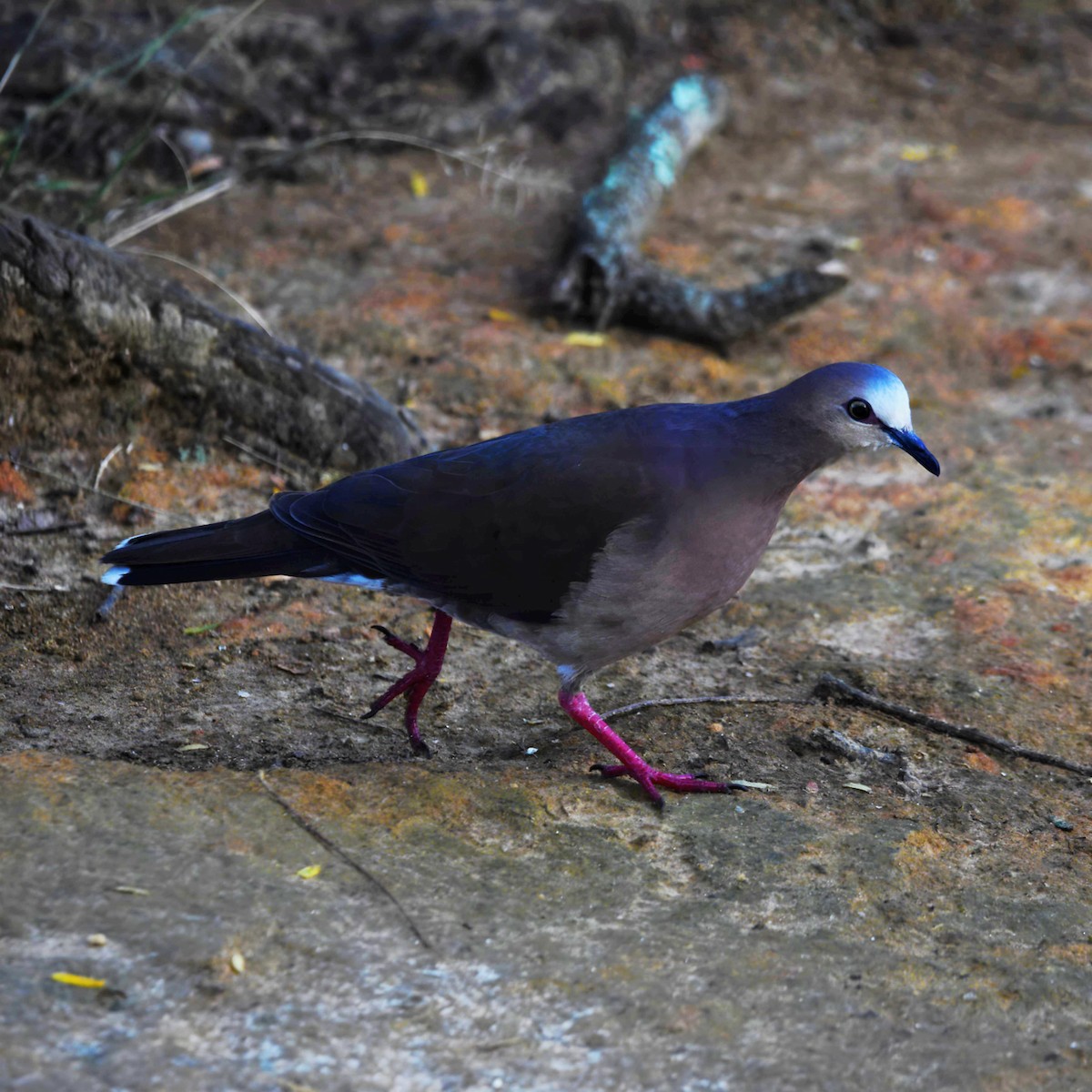 Gray-fronted Dove - ML612194011