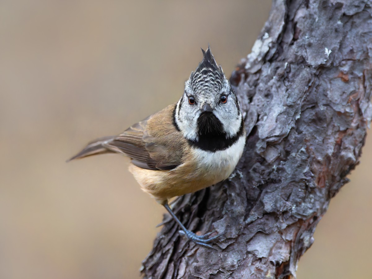 Crested Tit - ML612194226