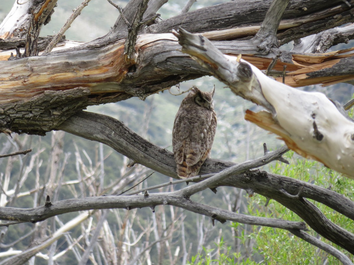 Great Horned Owl - ML612194231
