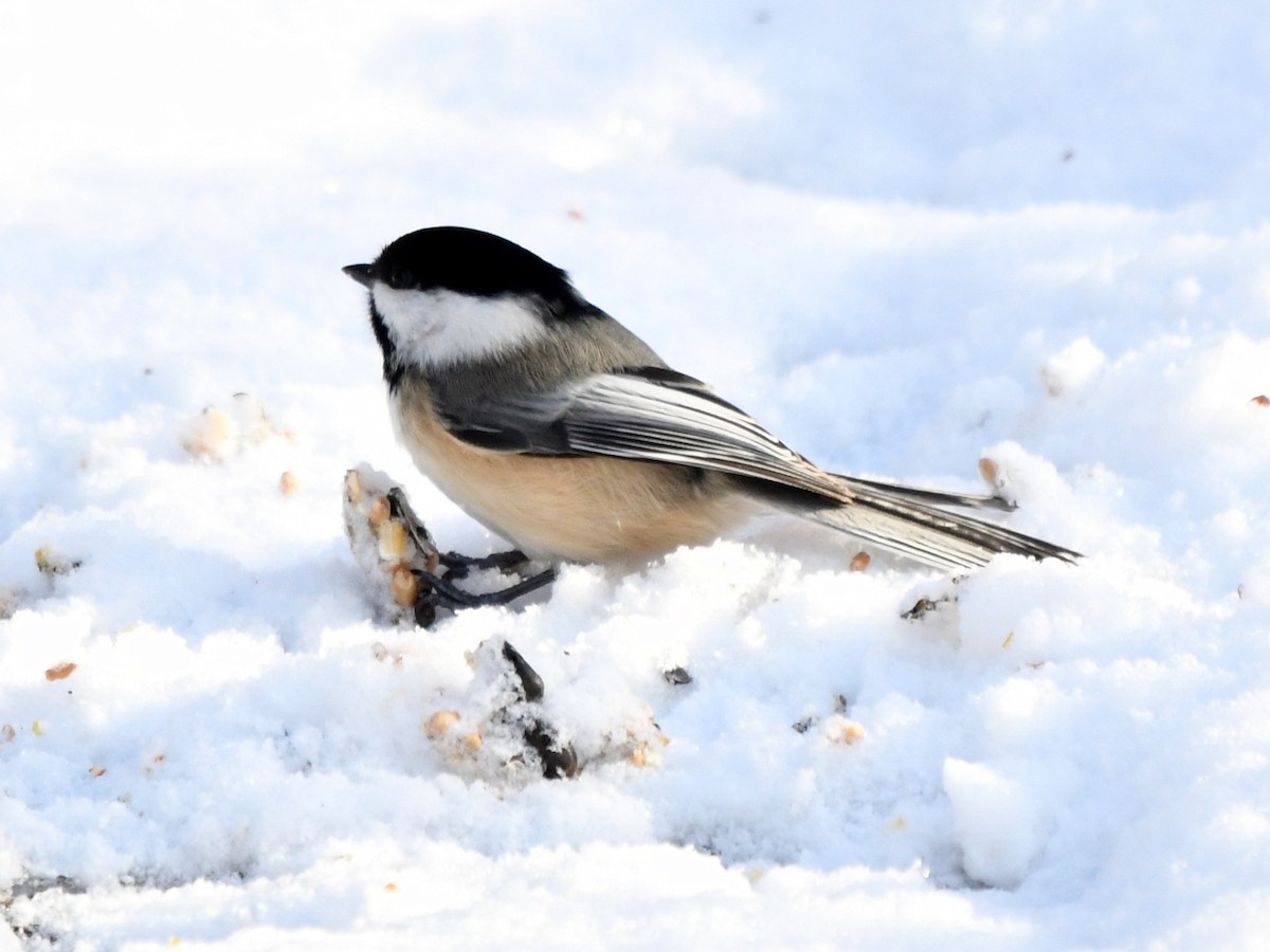 Black-capped Chickadee - roger beaupre