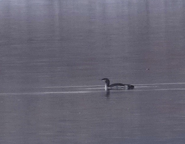 eBird Checklist - 13 Dec 2023 - Chatfield SP--Swim Beach - 2 species