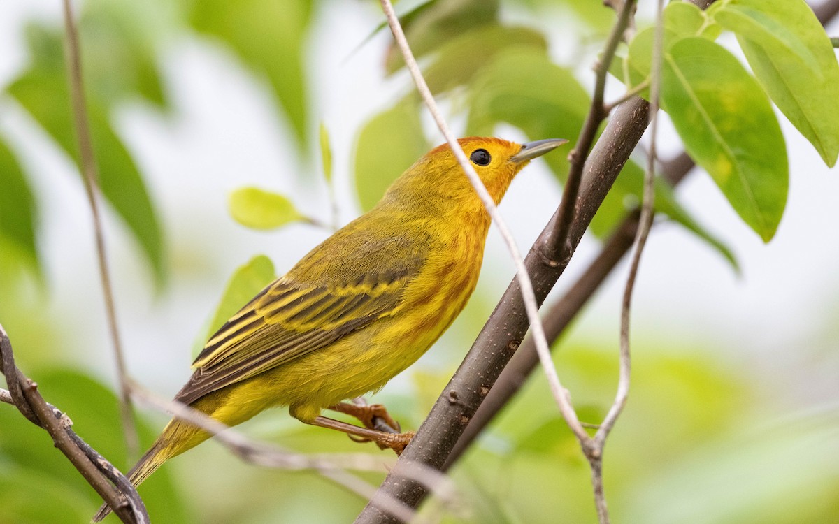 Yellow Warbler (Mangrove) - ML612194462