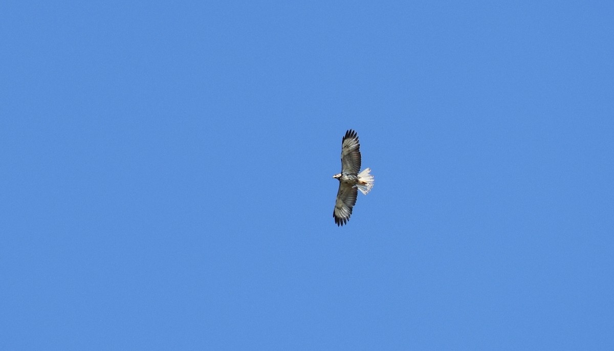 Red-tailed Hawk (solitudinis) - ML612194592