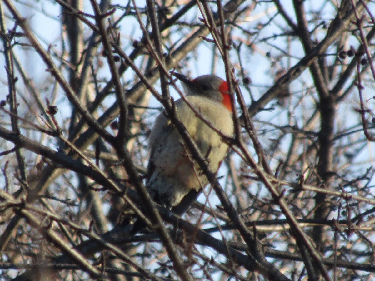Red-bellied Woodpecker - ML612194594