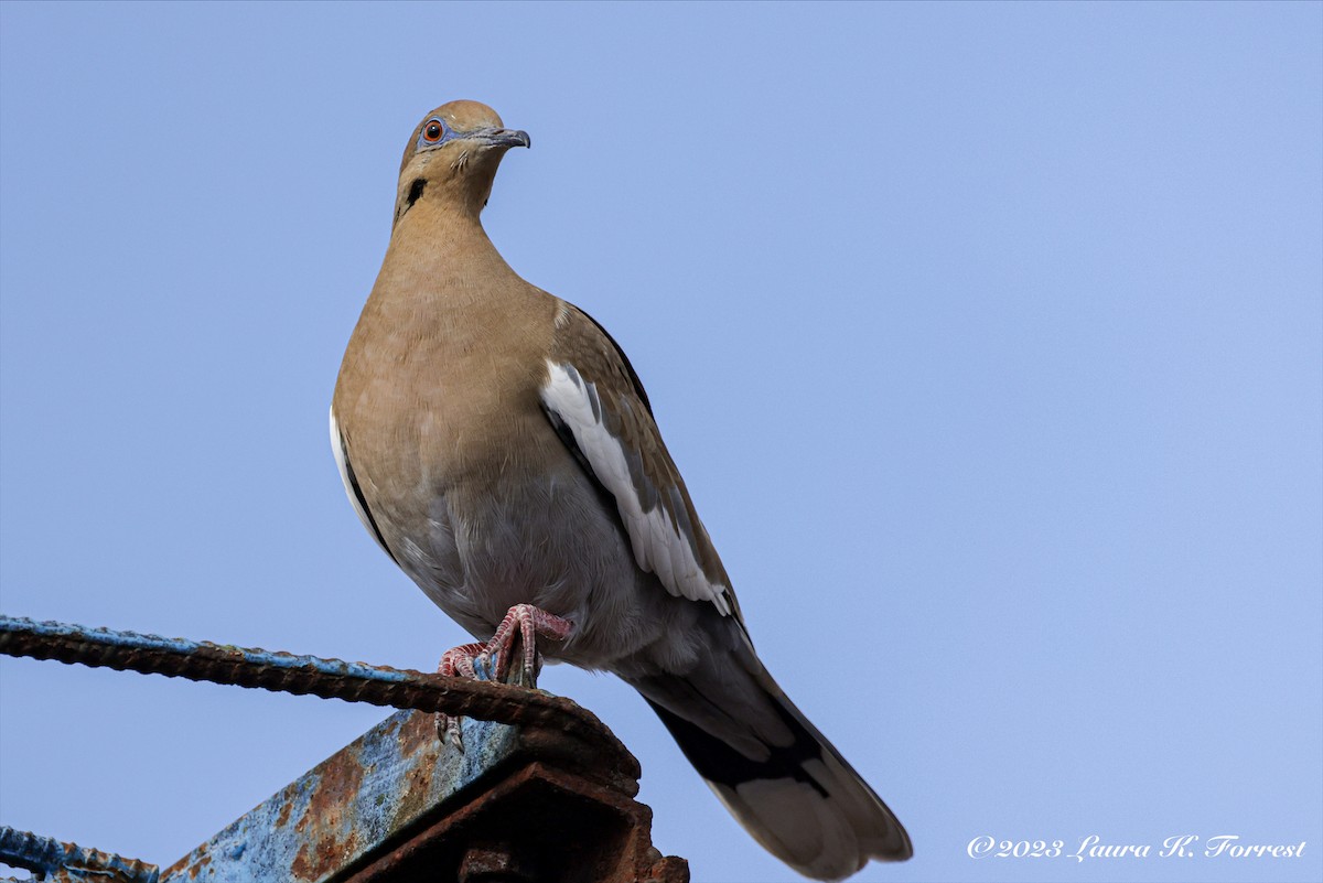 White-winged Dove - ML612195069