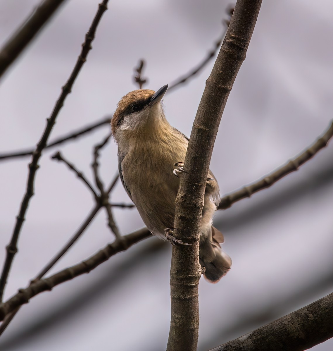 Brown-headed Nuthatch - ML612195635
