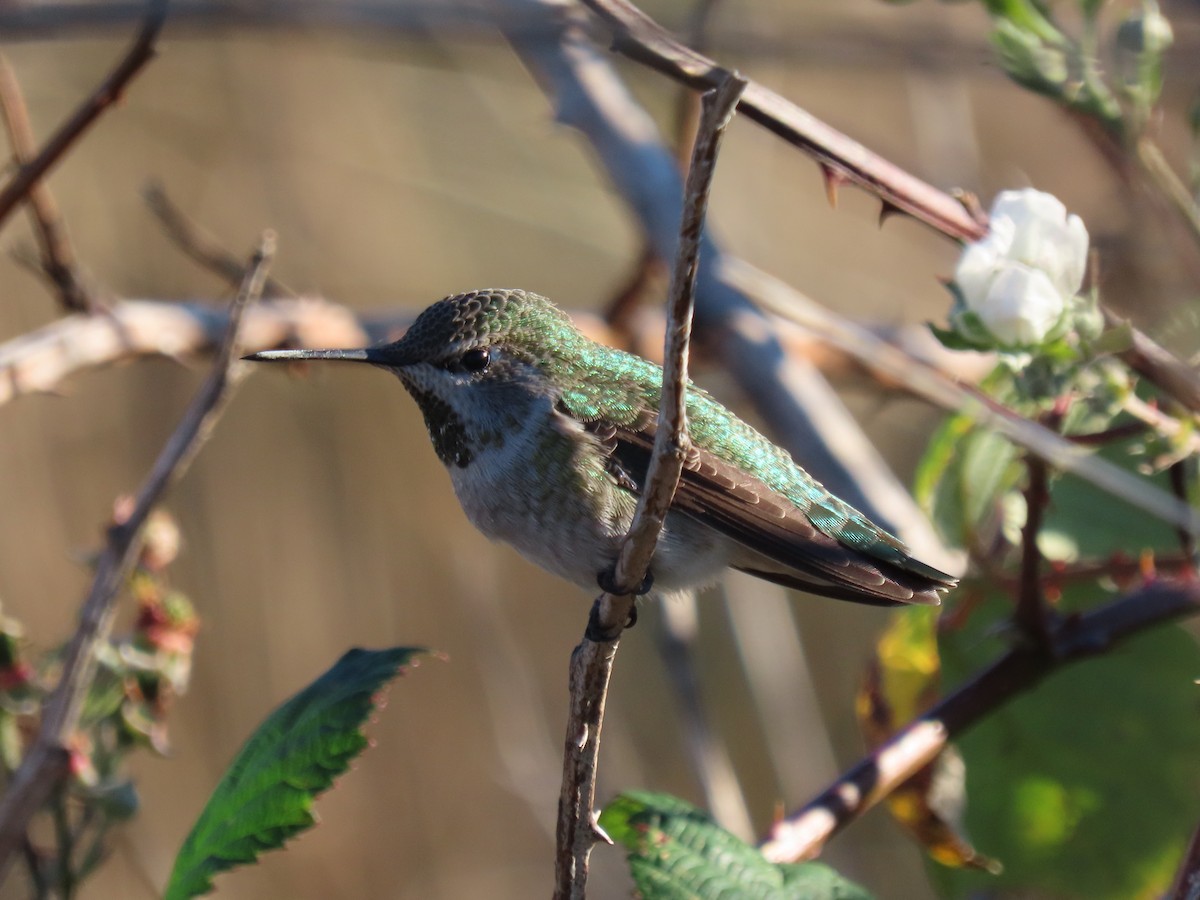 Anna's Hummingbird - ML612195824