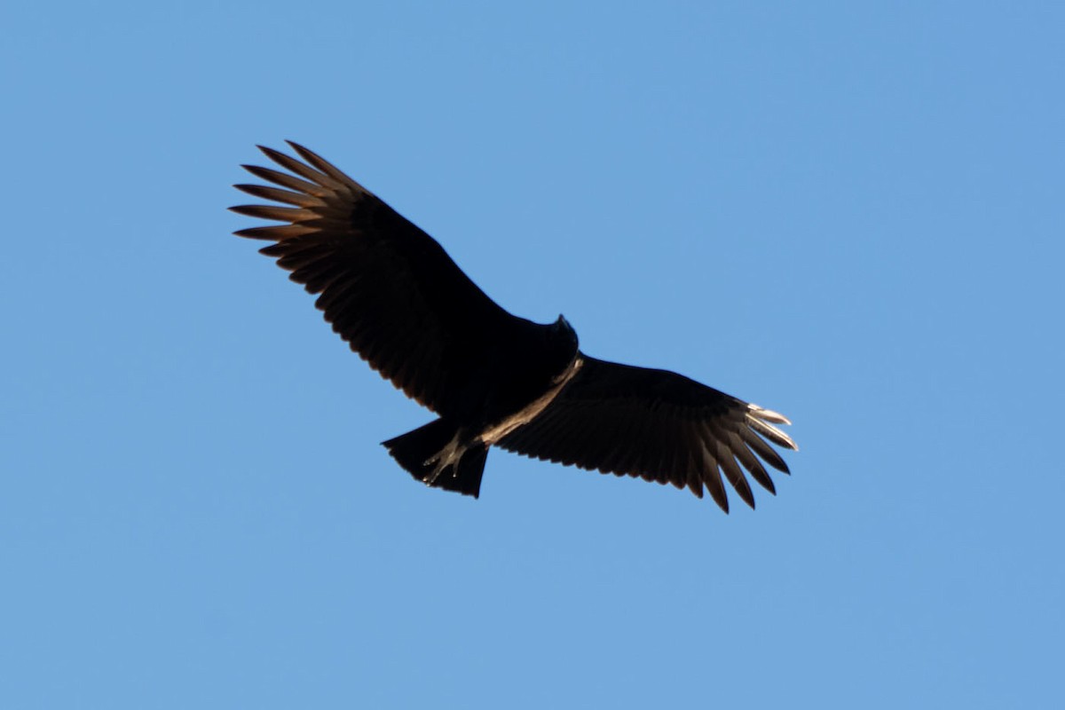 Black Vulture - ML612196082