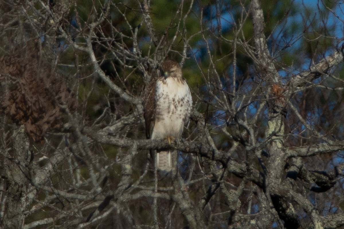Red-tailed Hawk - ML612196140