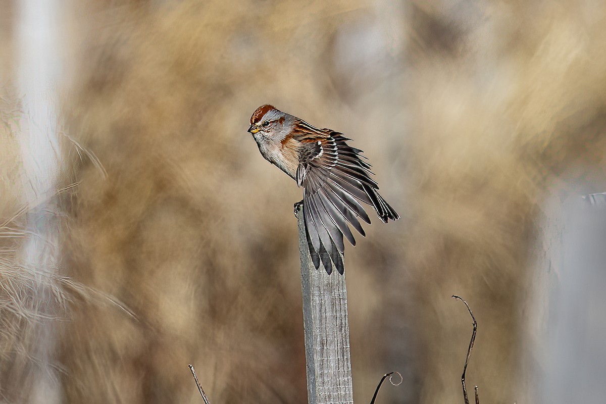 American Tree Sparrow - Chris S. Wood