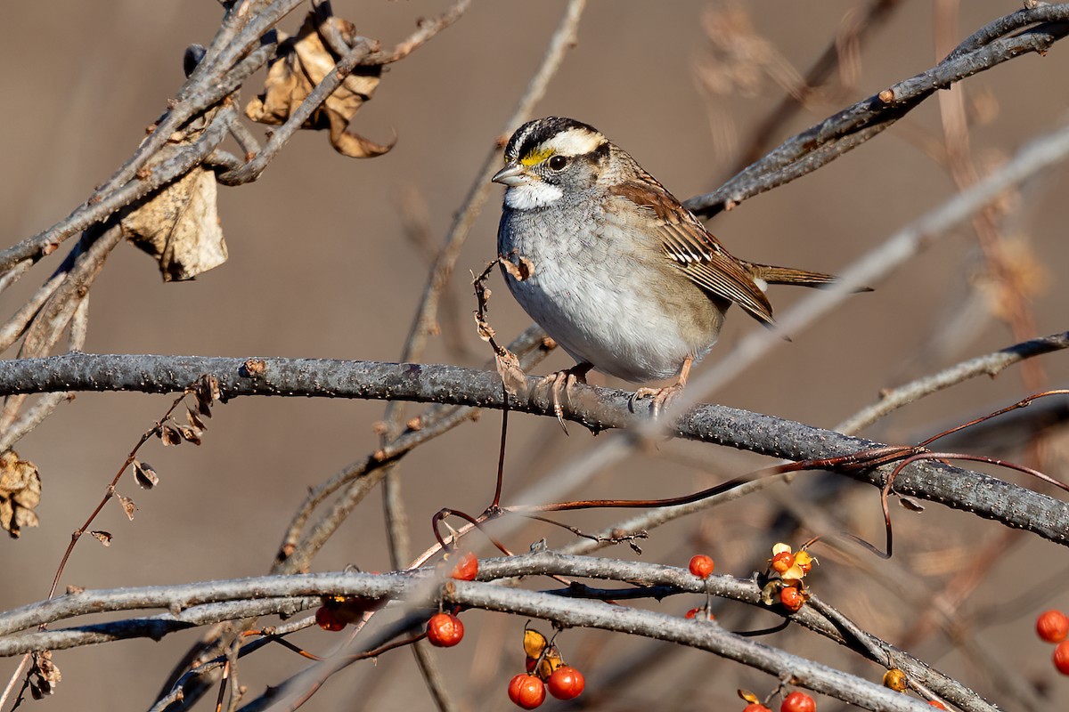 White-throated Sparrow - ML612196224