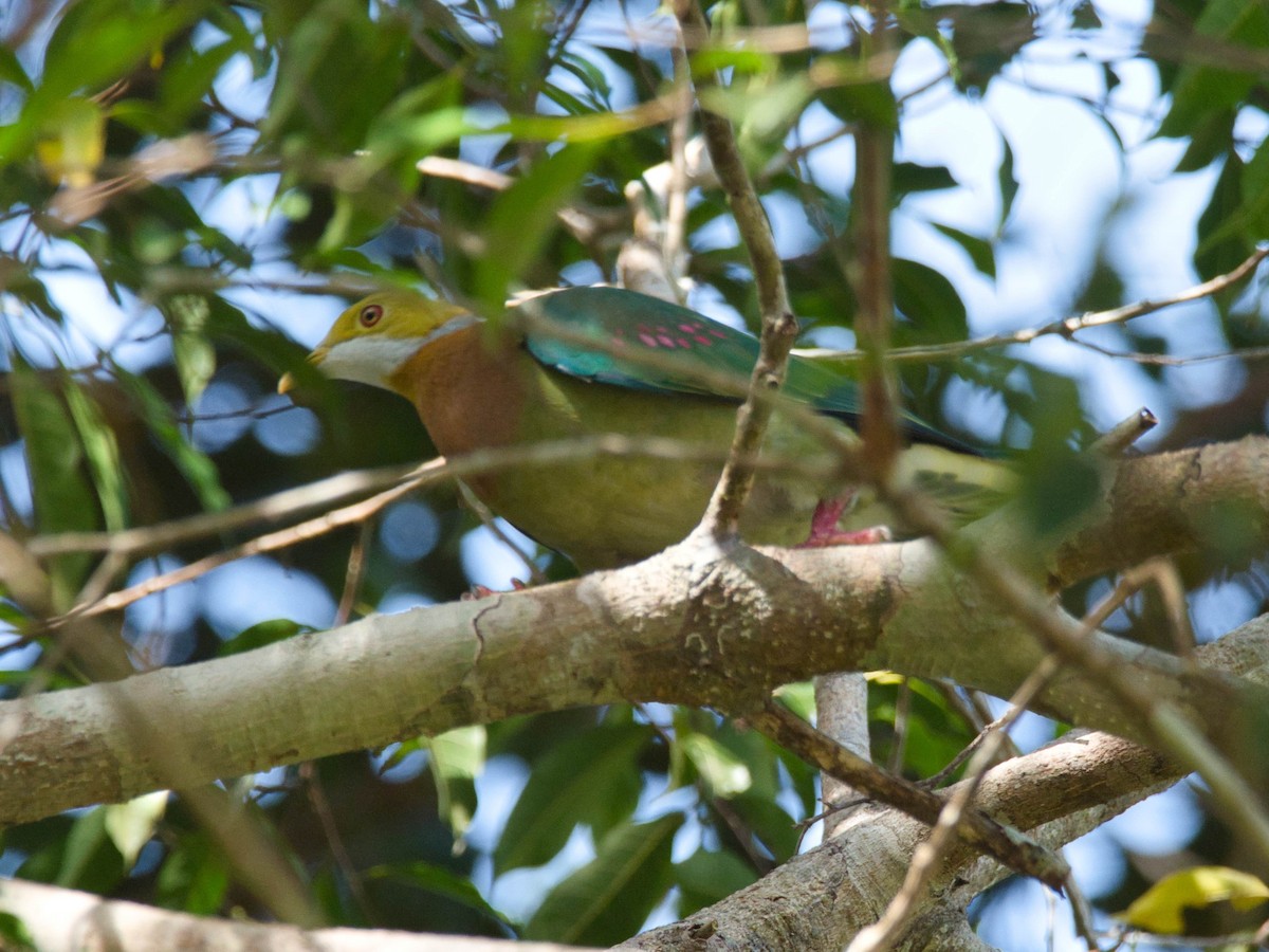 Pink-spotted Fruit-Dove - ML612196467