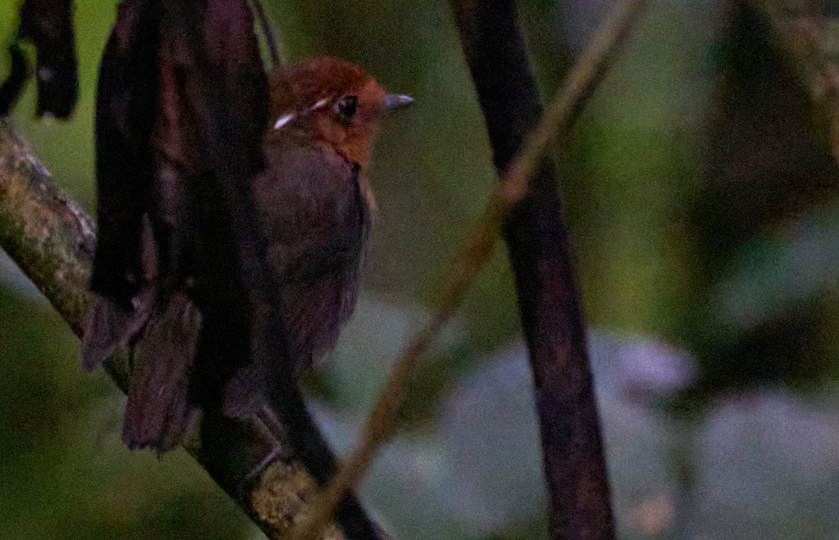 Chestnut-crowned Gnateater - ML612196742