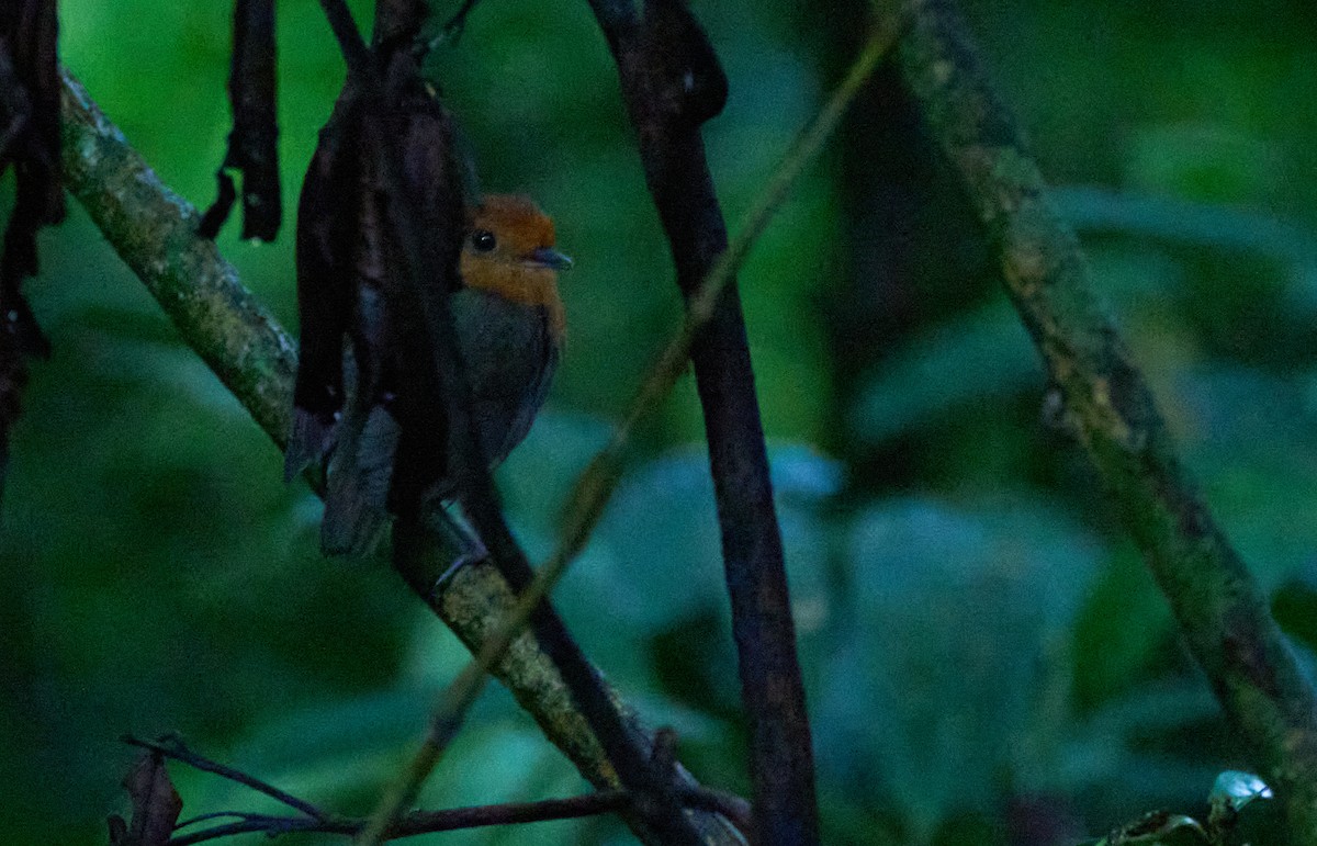 Chestnut-crowned Gnateater - ML612196744