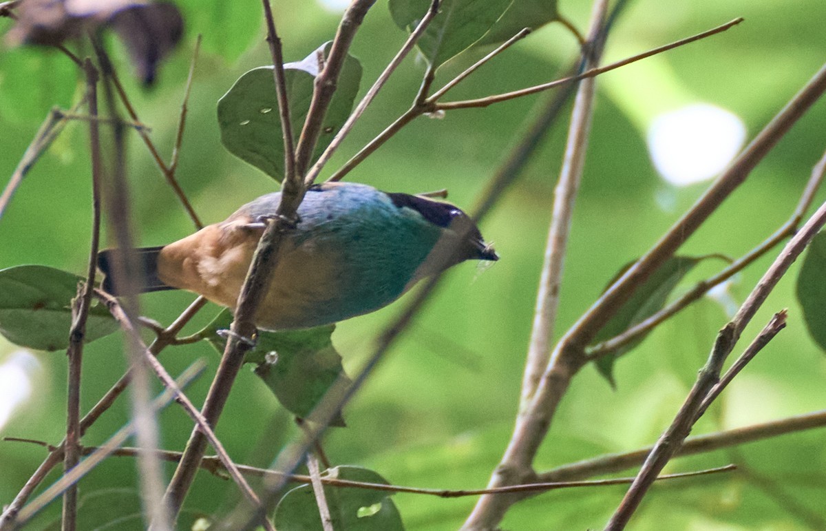 Blue-browed Tanager - ML612196864
