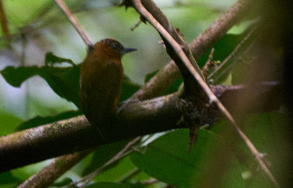 Rufous-breasted Piculet - Alexis Camacho