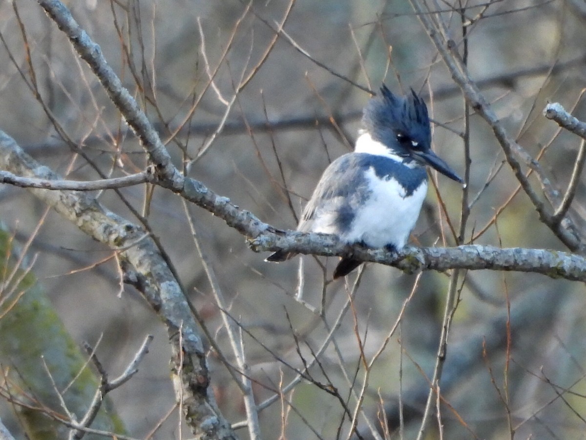 Belted Kingfisher - ML612197102