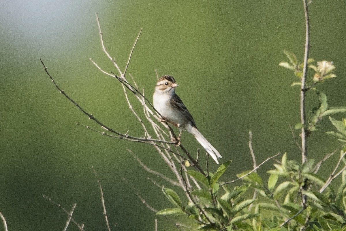 Clay-colored Sparrow - ML61219731