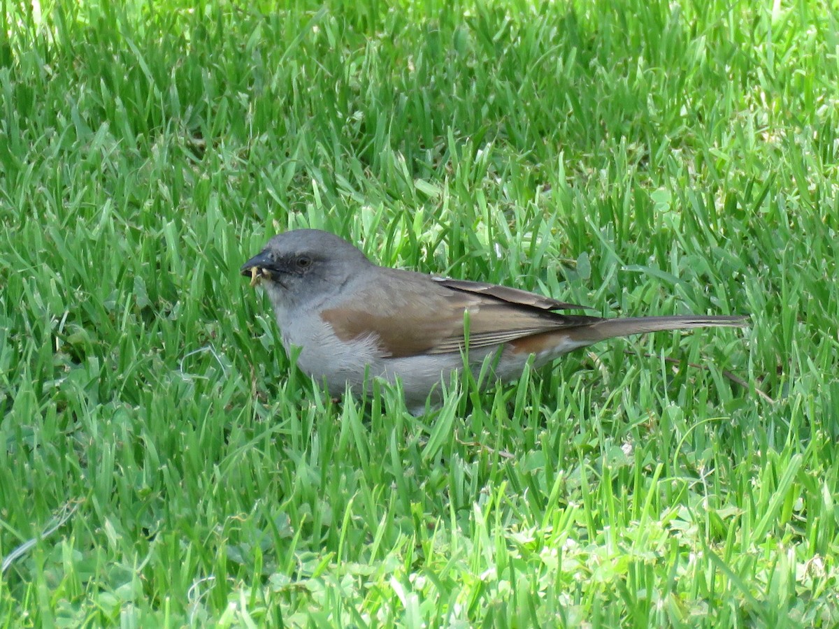 Swainson's Sparrow - ML612197450