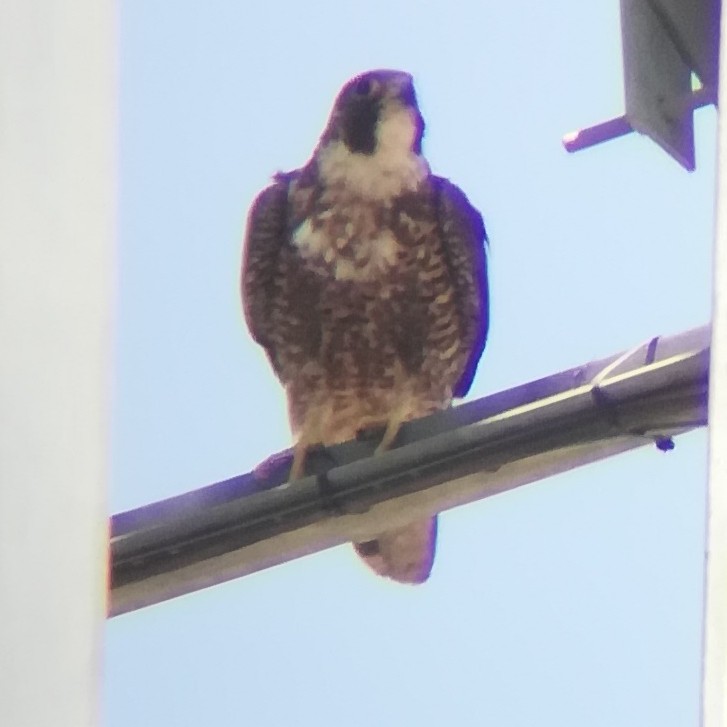 Peregrine Falcon (Peale's) - ML612197617