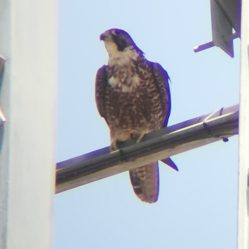 Peregrine Falcon (Peale's) - ML612197625