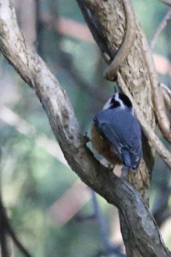 Red-breasted Nuthatch - ML612197837