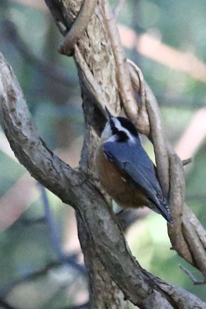 Red-breasted Nuthatch - ML612197838