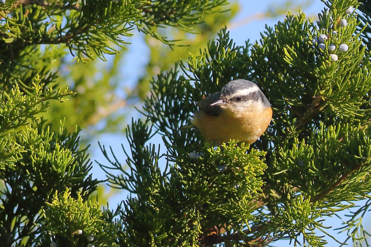 Red-breasted Nuthatch - ML612197839
