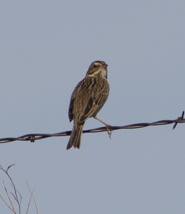 Savannah Sparrow - ML612197966