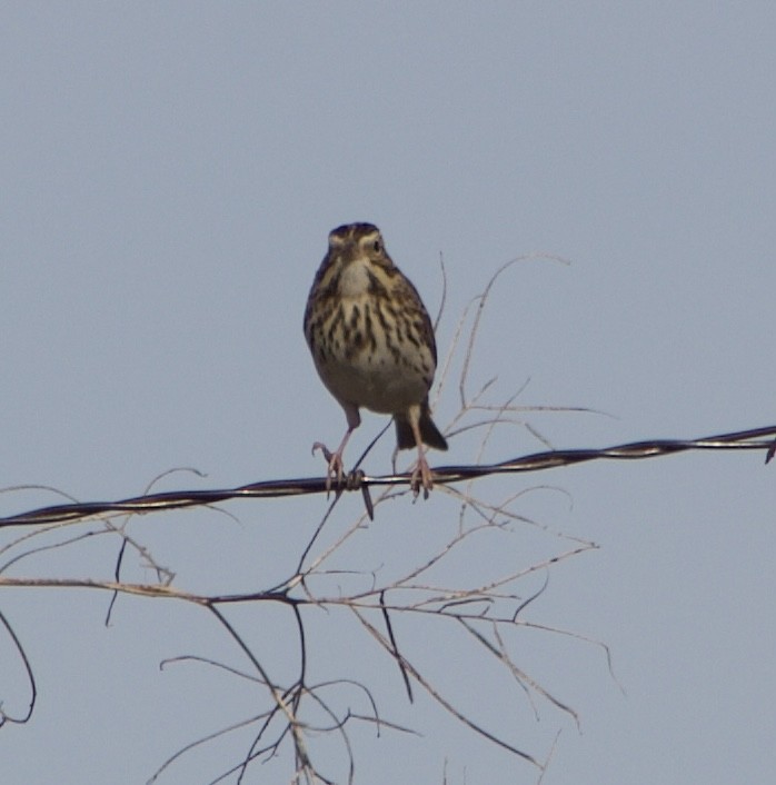 Savannah Sparrow - ML612197970