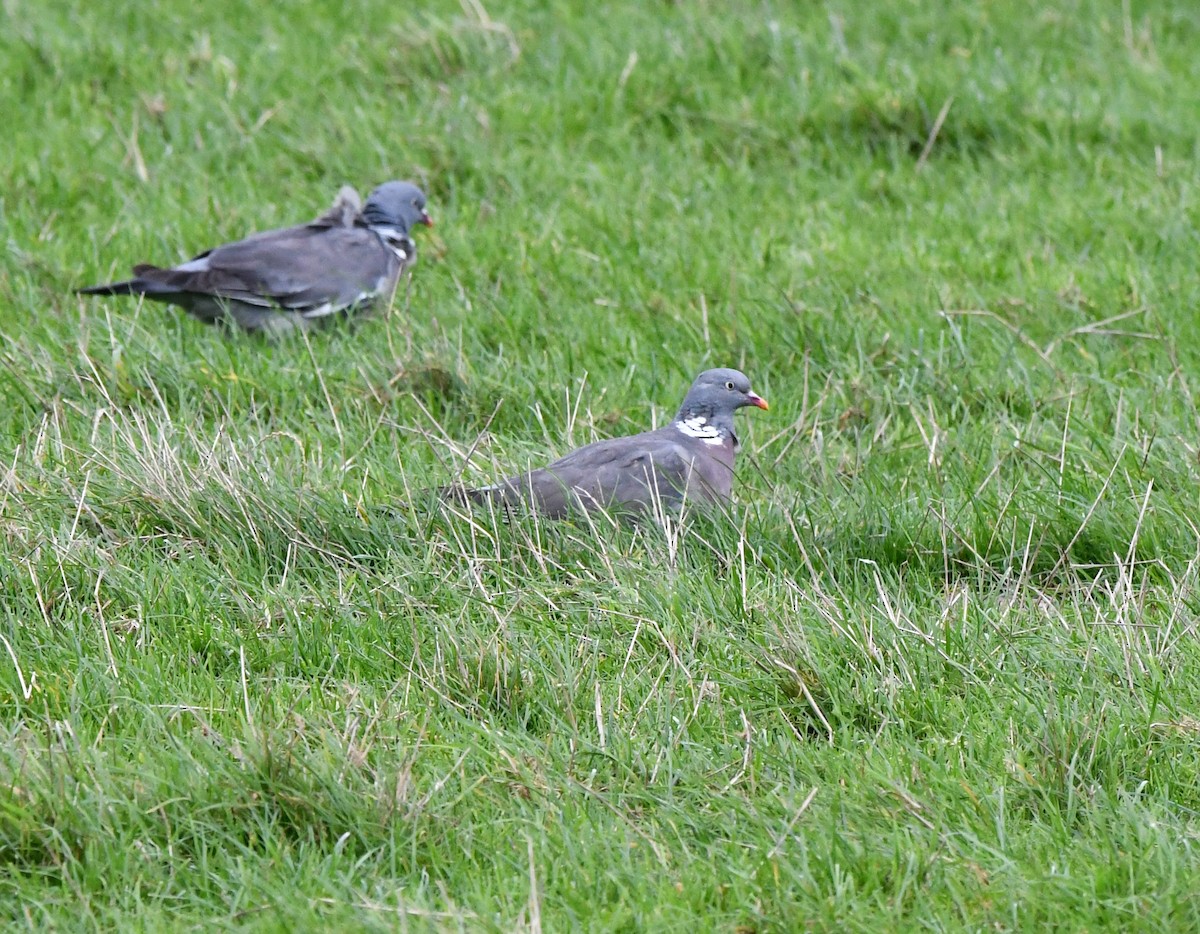 Common Wood-Pigeon (White-necked) - ML612198253