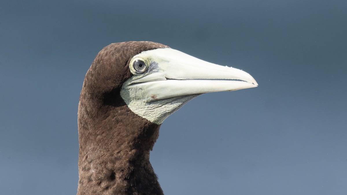 Brown Booby - ML612198286