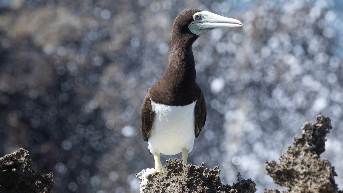 Brown Booby - ML612198287