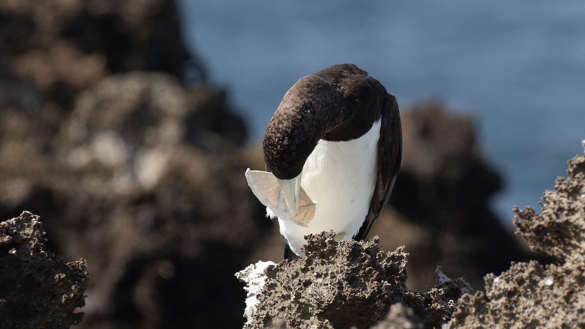 Brown Booby - ML612198288