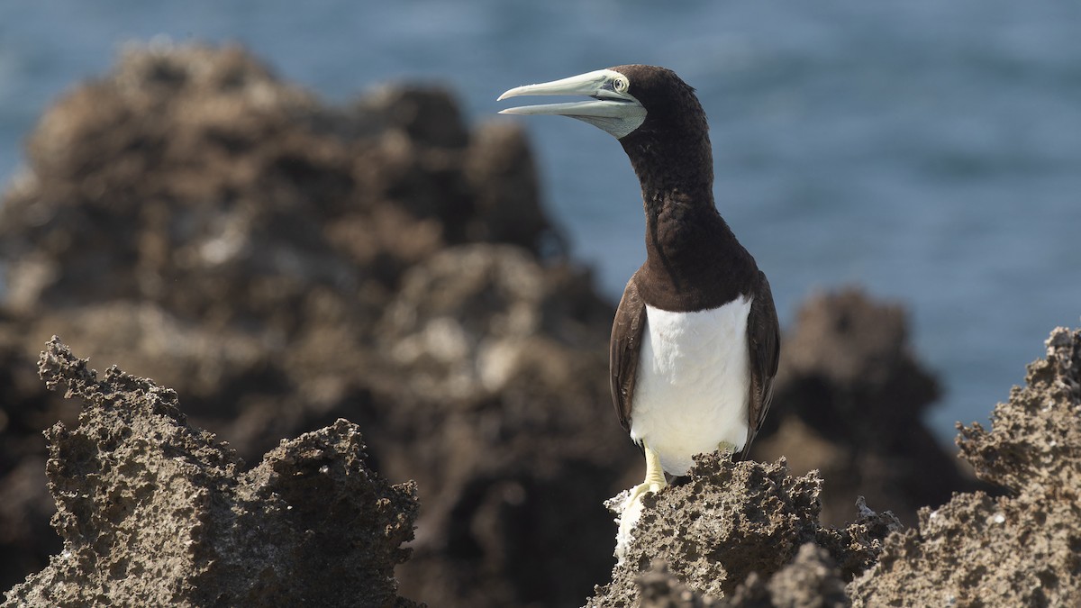Brown Booby - ML612198289