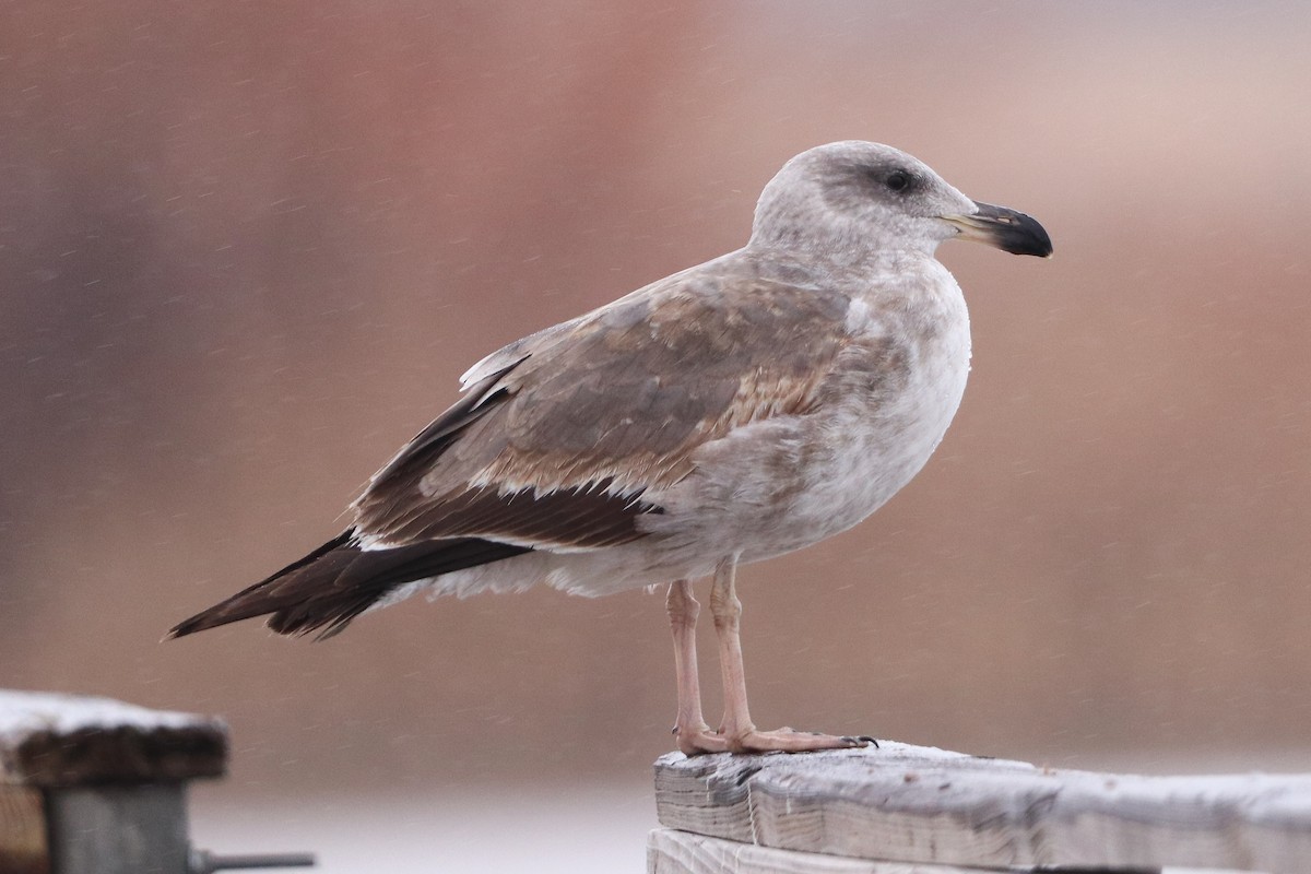 Yellow-footed Gull - Aeris  Clarkson