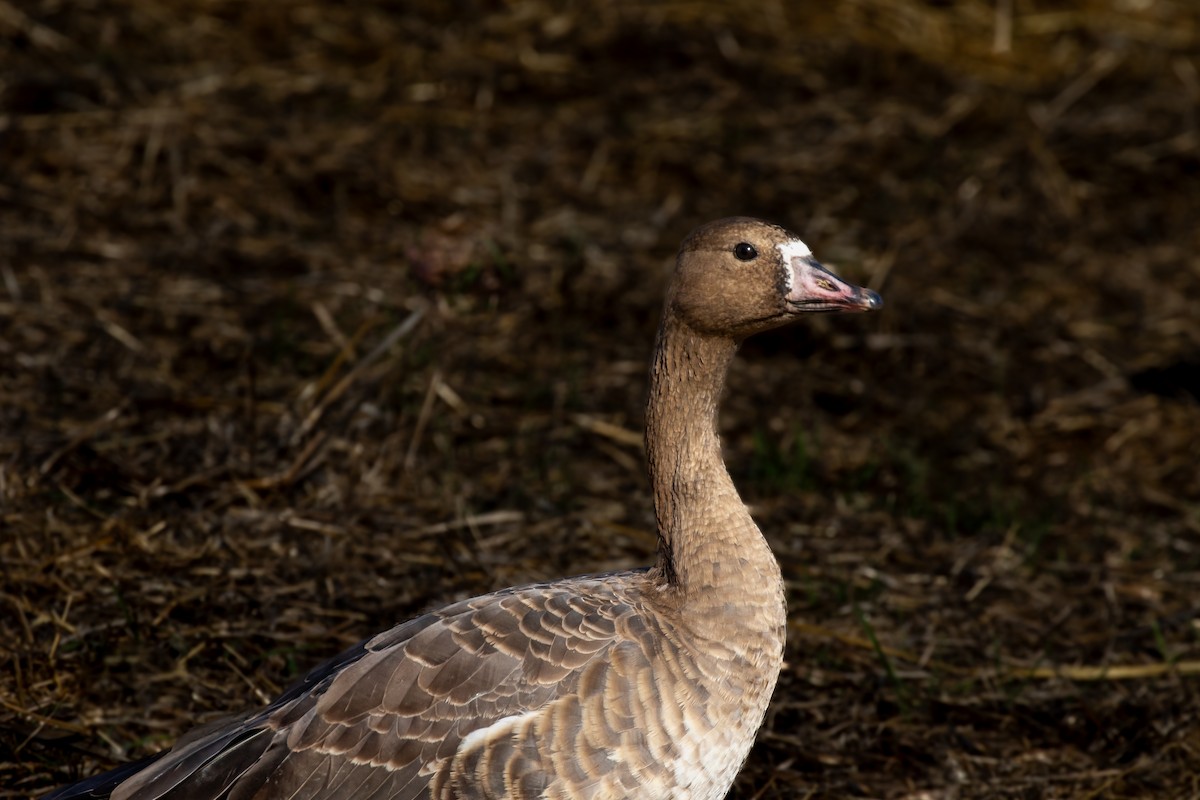 Greater White-fronted Goose - ML612198445