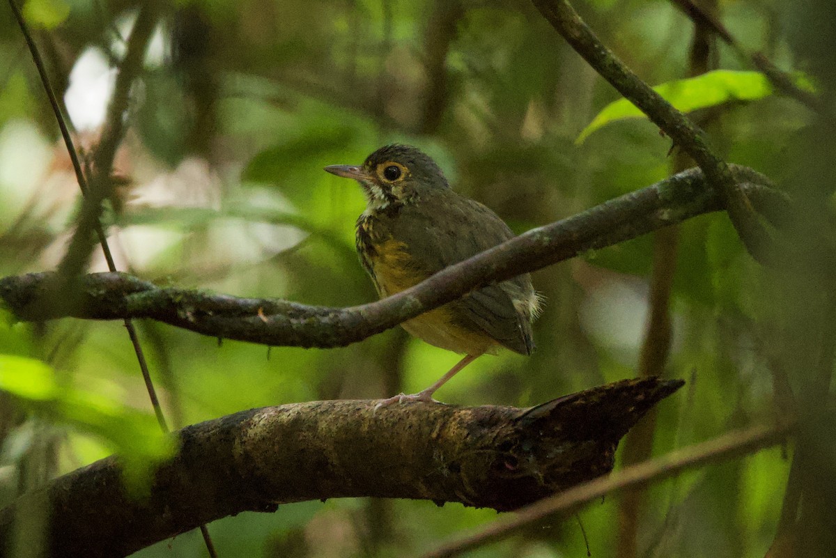 Spotted Antpitta - ML612198522