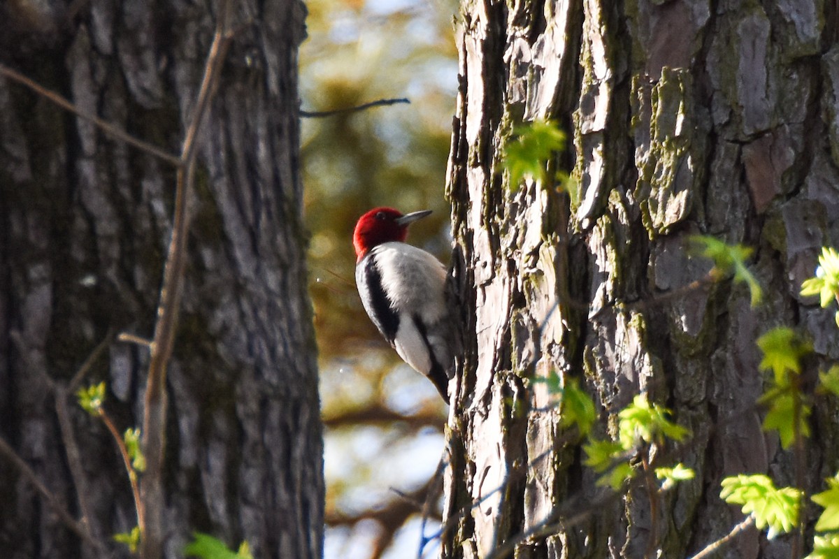 Red-headed Woodpecker - ML612198744