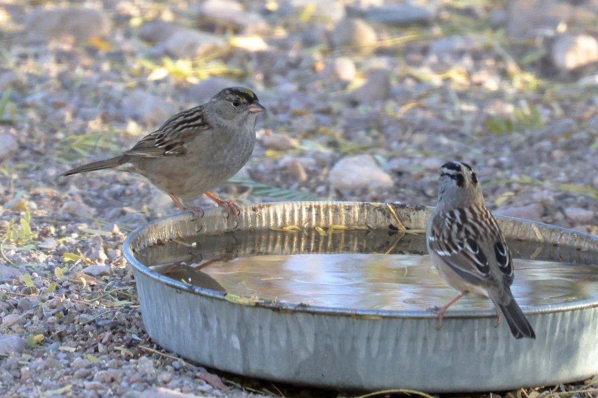 Golden-crowned Sparrow - ML612198803