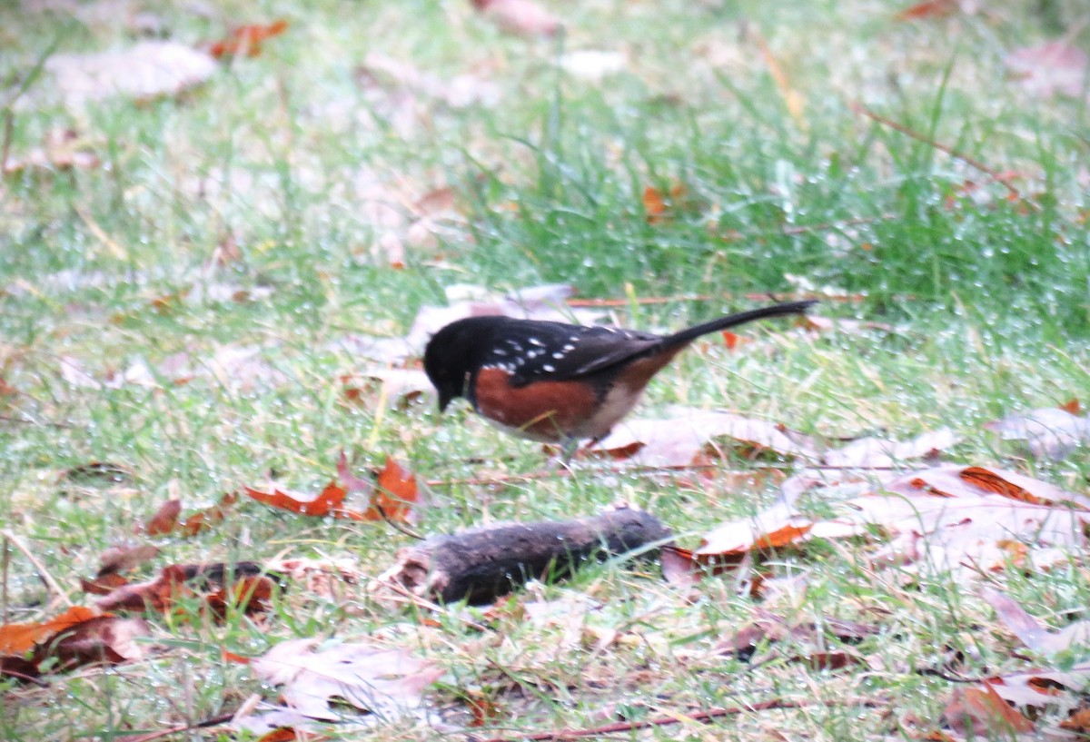 Spotted Towhee - ML612198988